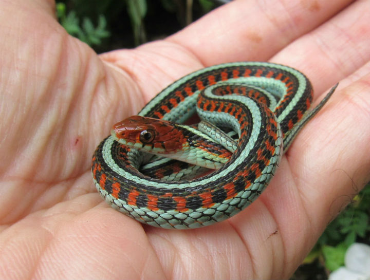 California Red-sided garter Snake